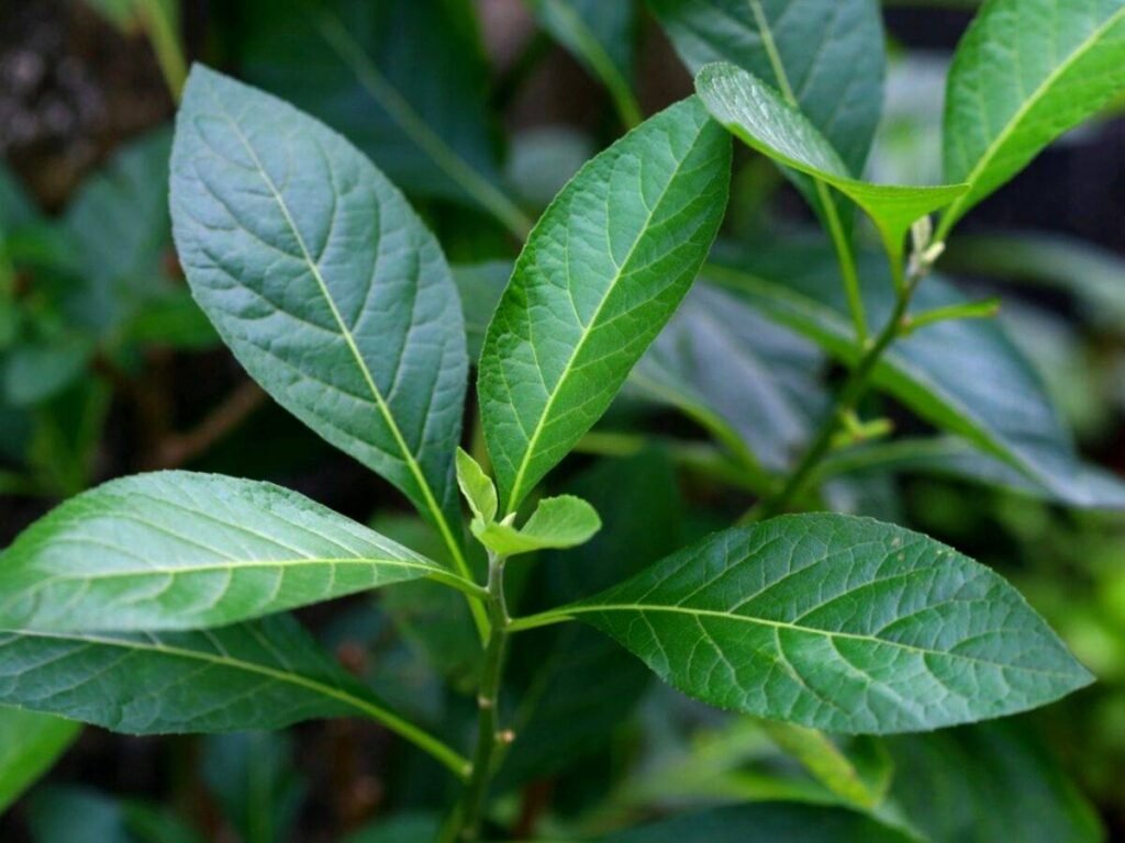 Bitter Leaf – African