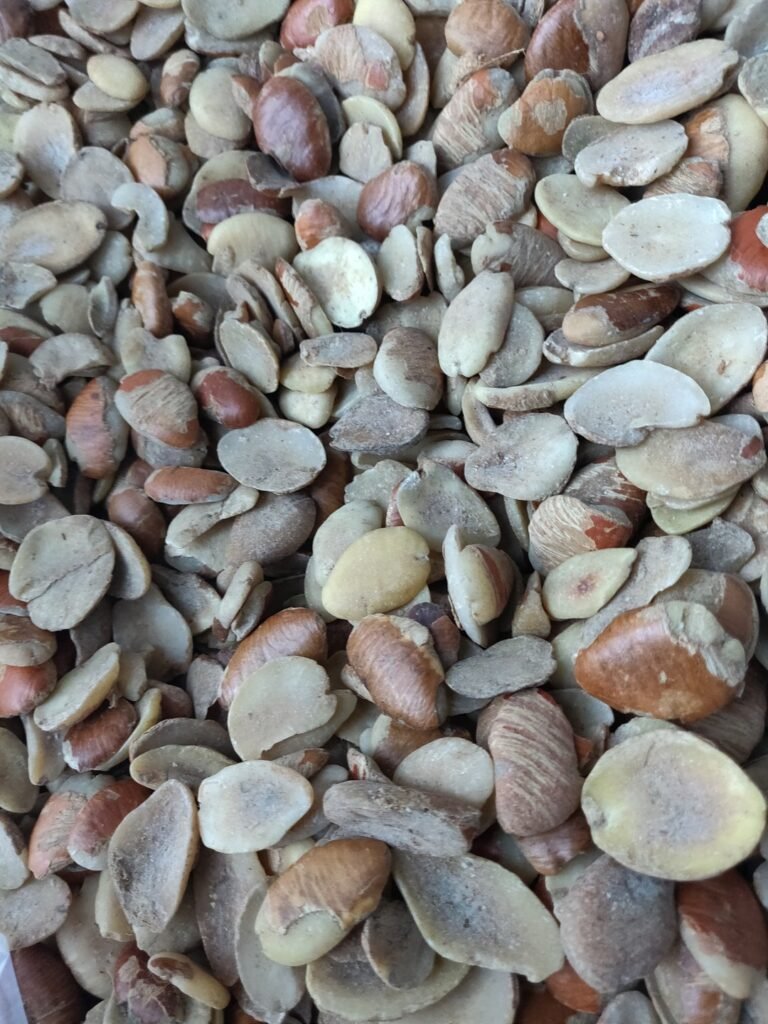 OGBONO SEED