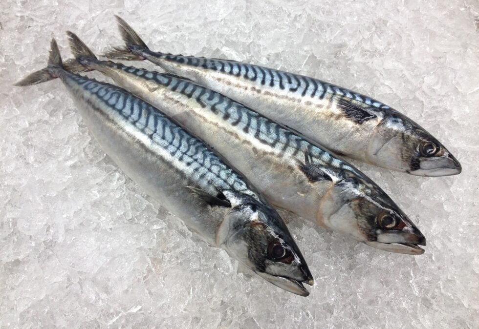 CAMEROON MACKEREL PER POUND